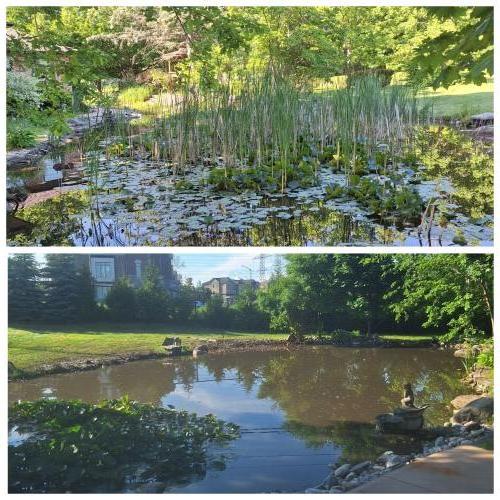 Pond Maintenance